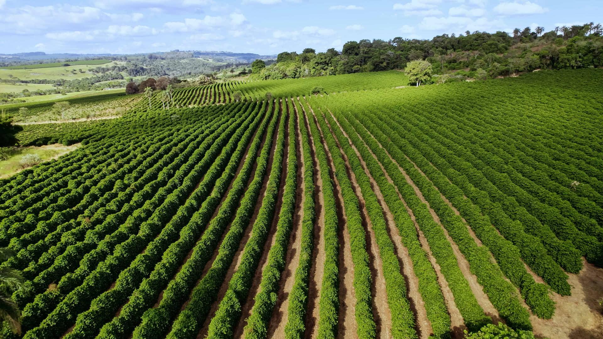 plantação de café